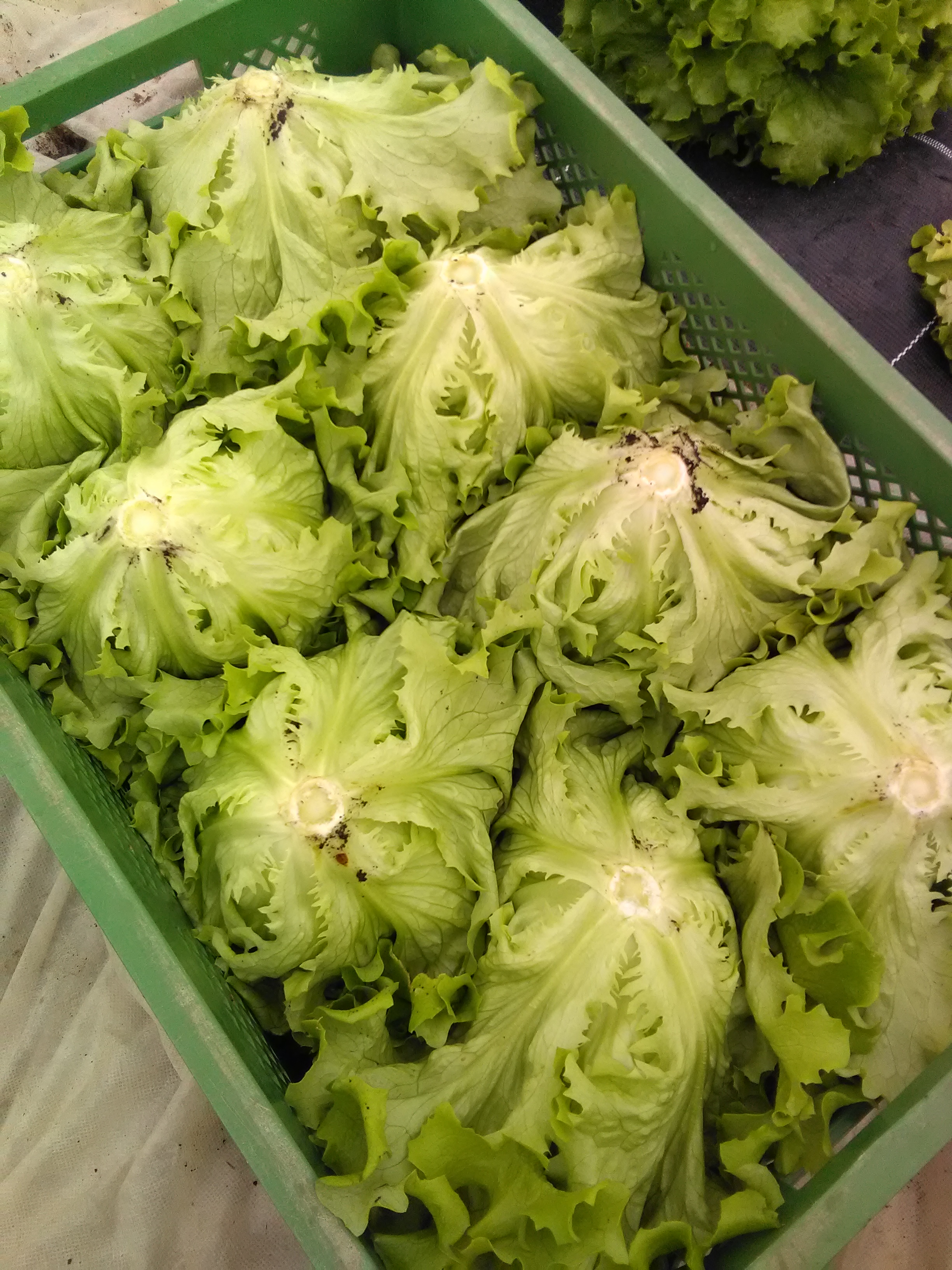 Kiste mit Batavia-Salat - Bio Bauernmarkt Aglassing