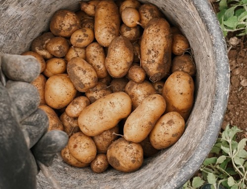 Kartoffeln in 25kg abgepackt bei uns im Biomarkt